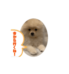 ポメラニアン - 犬 - 福丸ちゃん（個別スタンプ：6）