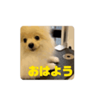 ポメラニアン - 犬 - 福丸ちゃん（個別スタンプ：8）