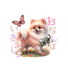 ポメラニアンスタンプ pomeranian（個別スタンプ：18）