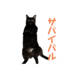 ぐぅ心拳（個別スタンプ：6）