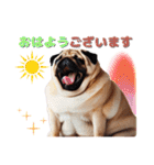 日常会話♪太っちょパグたん（個別スタンプ：1）