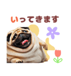 日常会話♪太っちょパグたん（個別スタンプ：5）