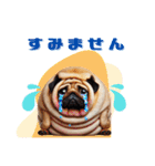 日常会話♪太っちょパグたん（個別スタンプ：12）