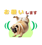 日常会話♪太っちょパグたん（個別スタンプ：16）