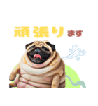 日常会話♪太っちょパグたん（個別スタンプ：17）