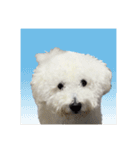 朗らかな犬（個別スタンプ：1）