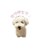 朗らかな犬（個別スタンプ：2）