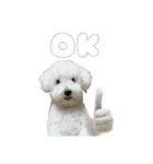 朗らかな犬（個別スタンプ：3）