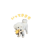 朗らかな犬（個別スタンプ：4）