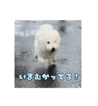 朗らかな犬（個別スタンプ：5）