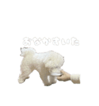 朗らかな犬（個別スタンプ：7）