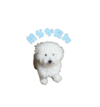 朗らかな犬（個別スタンプ：10）