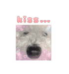 朗らかな犬（個別スタンプ：12）