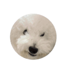 朗らかな犬（個別スタンプ：15）