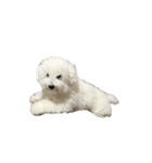 朗らかな犬（個別スタンプ：20）