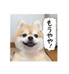 トレードするポメラニアン（個別スタンプ：10）