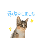 きらりんスタンプ〜3匹のねこ〜（個別スタンプ：4）