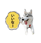 ハスキーのあられちゃん1（個別スタンプ：11）