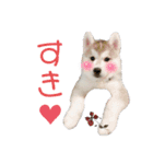 ハスキーのあられちゃん1（個別スタンプ：14）