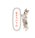 ハスキーのあられちゃん1（個別スタンプ：16）