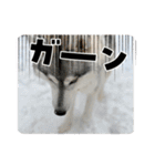 ハスキーのあられちゃん1（個別スタンプ：17）