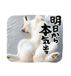 ハスキーのあられちゃん1（個別スタンプ：20）