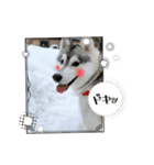 ハスキーのあられちゃん1（個別スタンプ：22）