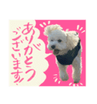 うちのワンちゃん【敬語】（個別スタンプ：1）