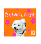 うちのワンちゃん【敬語】（個別スタンプ：3）