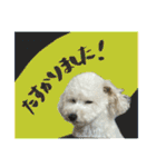 うちのワンちゃん【敬語】（個別スタンプ：7）