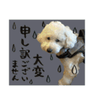 うちのワンちゃん【敬語】（個別スタンプ：8）