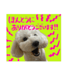 うちのワンちゃん【敬語】（個別スタンプ：9）