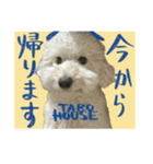 うちのワンちゃん【敬語】（個別スタンプ：10）