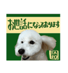 うちのワンちゃん【敬語】（個別スタンプ：11）