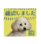 うちのワンちゃん【敬語】（個別スタンプ：12）