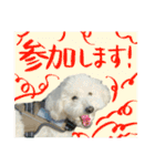 うちのワンちゃん【敬語】（個別スタンプ：13）