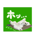 うちのワンちゃん【敬語】（個別スタンプ：17）