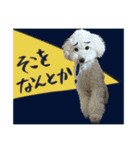 うちのワンちゃん【敬語】（個別スタンプ：19）
