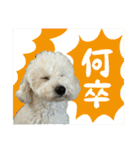うちのワンちゃん【敬語】（個別スタンプ：20）