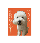 うちのワンちゃん【敬語】（個別スタンプ：22）