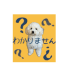 うちのワンちゃん【敬語】（個別スタンプ：26）