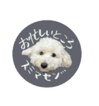 うちのワンちゃん【敬語】（個別スタンプ：27）