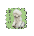 うちのワンちゃん【敬語】（個別スタンプ：28）