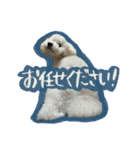うちのワンちゃん【敬語】（個別スタンプ：29）
