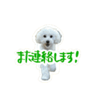 うちのワンちゃん【敬語】（個別スタンプ：31）