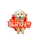 うちのワンちゃん【敬語】（個別スタンプ：32）