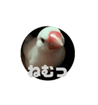 文鳥のスタンプスタンプ（個別スタンプ：3）