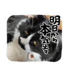CAT_PEPE.BIBI（個別スタンプ：1）