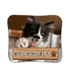 CAT_PEPE.BIBI（個別スタンプ：7）