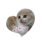 CAT_PEPE.BIBI（個別スタンプ：8）